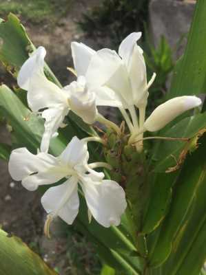 生姜開花花圖片（生姜開花花圖片高清）-圖3