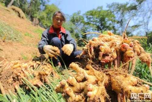 挖生姜苗（生姜挖起來(lái)要怎么保管）-圖1