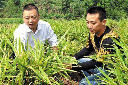 潼南灌壩生姜種植面積多少（江油厚壩生姜種植）