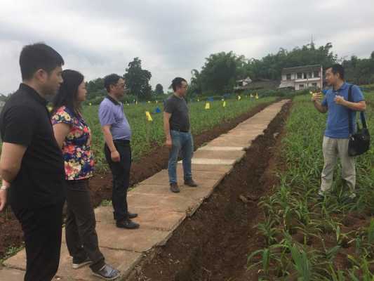 潼南灌壩生姜種植面積多少（江油厚壩生姜種植）-圖2