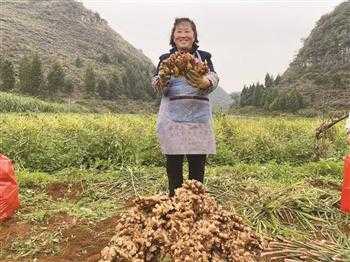 包含貴州鎮(zhèn)寧生姜代辦的詞條