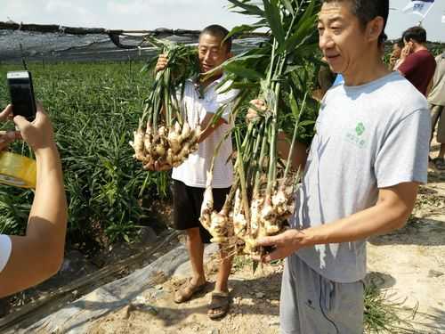 生姜根莖（生姜根莖快速生長期）-圖1