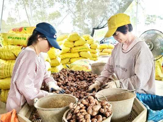 云浮新興涼果廠收生姜（云浮市新興縣涼果廠）