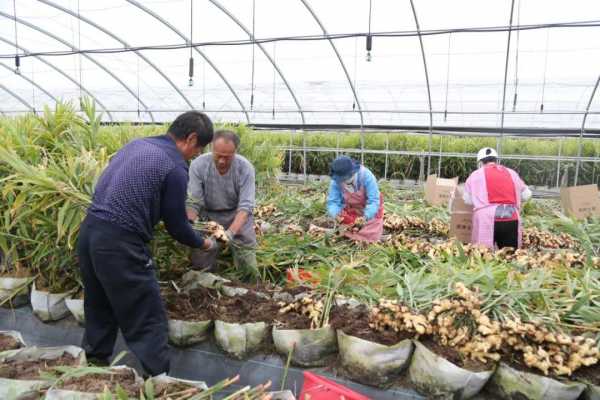 大棚儲存生姜（大棚生姜種植方法和時間安排）-圖2