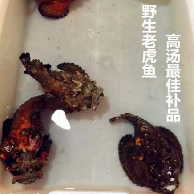 老虎魚(yú)要不要生姜的簡(jiǎn)單介紹