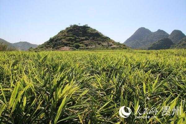 鎮(zhèn)寧良田生姜（鎮(zhèn)寧自治縣良田鎮(zhèn)）-圖2