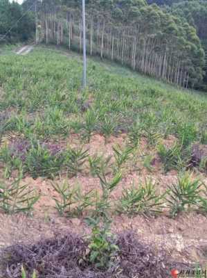 山嶺種植生姜（山地種植生姜）