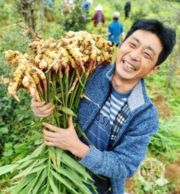 重慶老生姜（重慶生姜生產(chǎn)基地在哪里）