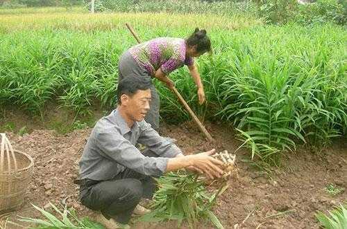 生姜2萬斤高產(chǎn)種植視頻（生姜種植視頻教程）-圖3