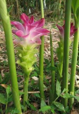 生姜是十字花科植物（生姜的花有藥用價(jià)值嗎?）