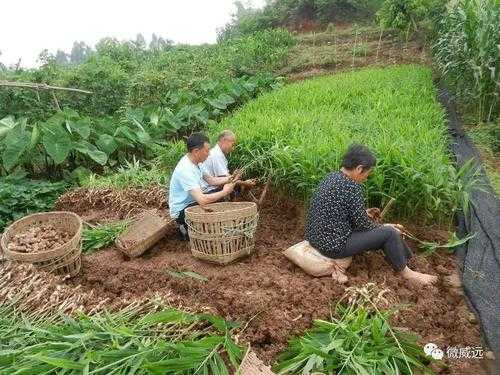 威遠(yuǎn)生姜基地（威遠(yuǎn)生姜基地在哪里）-圖2