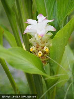 關(guān)于生姜花束推薦哪種的信息-圖3