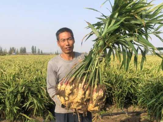 自家種植生姜的美篇文案的簡單介紹-圖2