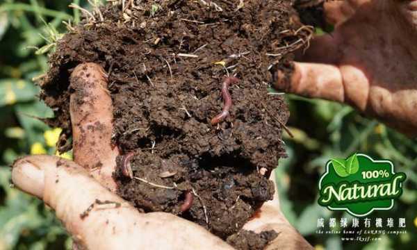 生姜與蚯蚓套種視頻（東北大棚蚯蚓糞種姜）-圖1