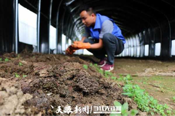 生姜與蚯蚓套種視頻（東北大棚蚯蚓糞種姜）-圖2