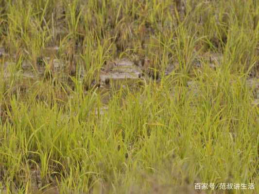 稻田里可以種生姜嗎嗎（農(nóng)村稻田可以種樹(shù)嗎）-圖3