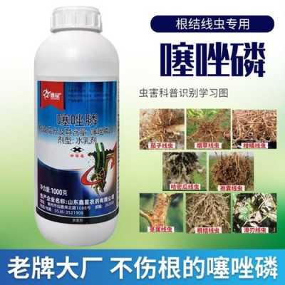 噻唑膦生姜（噻唑膦殺什么蟲）-圖3