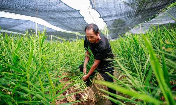 西昌生姜種植（昌邑生姜種植視頻）-圖2