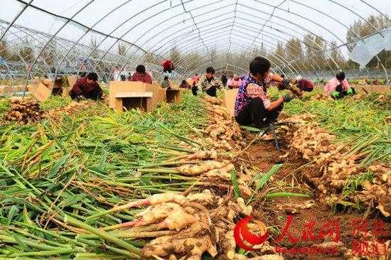 鄭州生姜種植方法（河南生姜基地在哪）-圖3