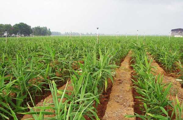 農(nóng)田種植生姜（農(nóng)田種植生姜合法嗎）-圖3