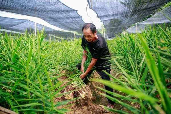 生姜種子管理技術(shù)（生姜的種植方法和管理技術(shù)視頻）-圖2