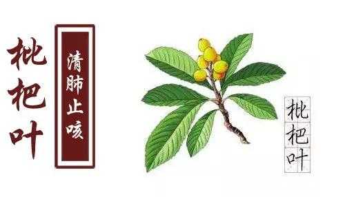 艾草枇杷生姜（艾草枇杷葉治感冒）-圖2