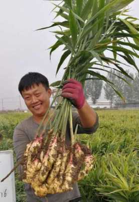 盆栽生姜無土（生姜無土種植技術(shù)）-圖1