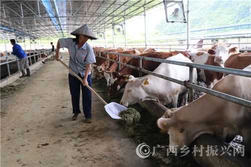 肉牛喂生姜（肉?？梢晕股~嗎）-圖3