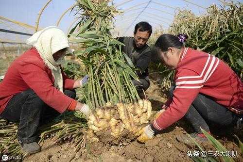 生姜西北種植（種姜東西行好,還是南北行好）-圖3