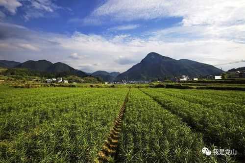 順昌種生姜（每日農經生姜種植視頻）