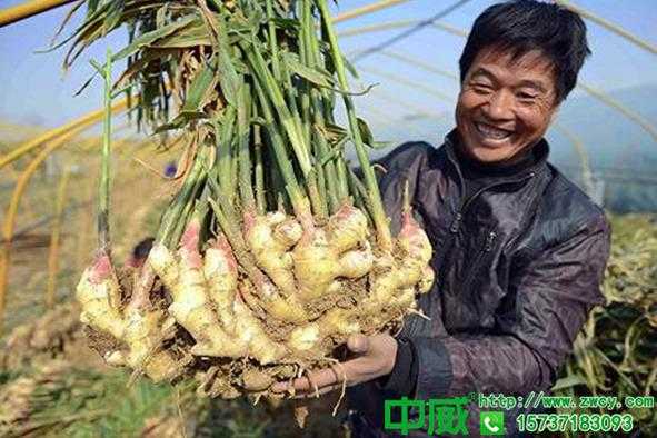 種植生姜能用波爾多液?jiǎn)幔ǚN植生姜主要施什么肥料）