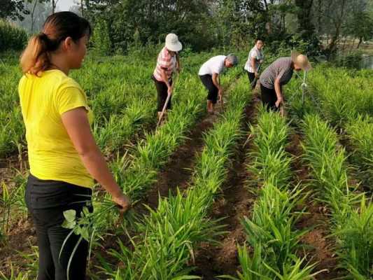 本地生姜種植（本地生姜種植技術視頻）