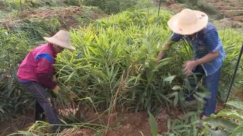 正宗生姜種植視頻（生姜種植的視頻）-圖2