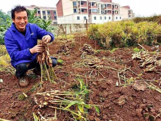 正宗生姜種植視頻（生姜種植的視頻）-圖3