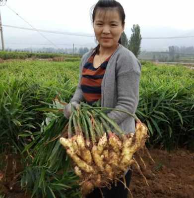 生姜種植覆膜好嗎嗎（種生姜能蓋地膜嗎）-圖3