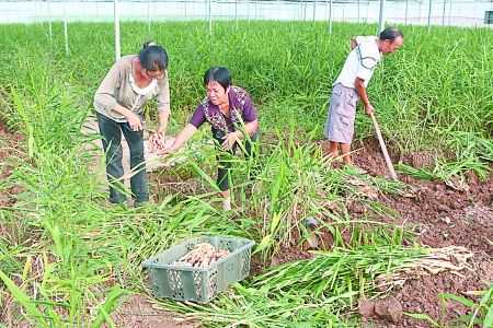 生姜科技種植技術(shù)（科技苑生姜種植技術(shù)視頻）-圖2