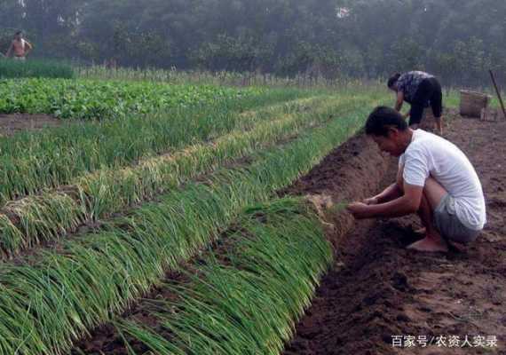 在家種大蔥需要放生姜嗎（種植大蔥要放底肥嗎）-圖2