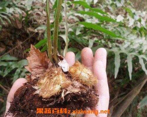 石塘生姜種植視頻教程（石姜生長在什么地方）-圖2