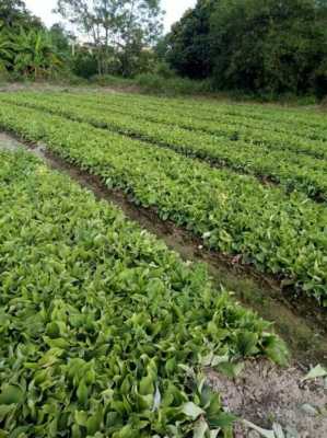 沙石鎮(zhèn)雙橋村生姜種植基地（沙姜市場(chǎng)）