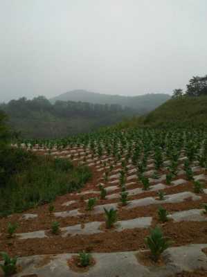 河南三門(mén)峽適合種植生姜嗎（河南三門(mén)峽能種生姜嗎）-圖3