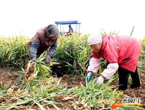 種植生姜需要多久收割（種植生姜多長時(shí)間收獲）