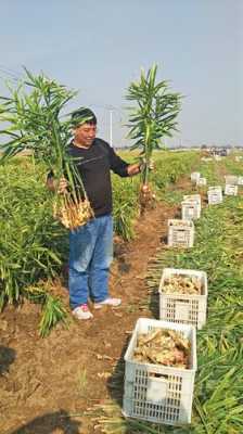 趙縣生姜種植在哪里（趙縣韓村生姜種植電話）-圖1