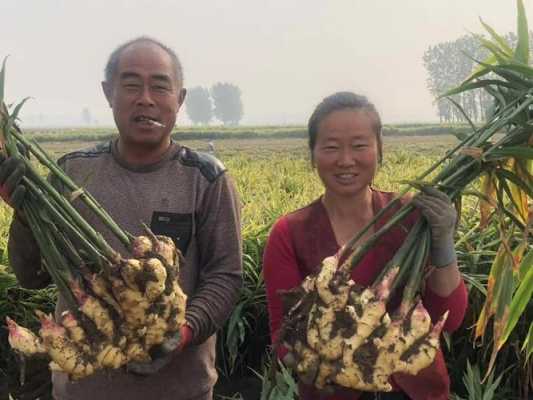 趙縣生姜種植在哪里（趙縣韓村生姜種植電話）-圖3