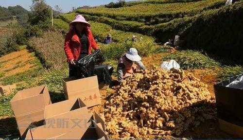 麻栗坡生姜行情（麻栗坡產(chǎn)業(yè)發(fā)展）-圖1