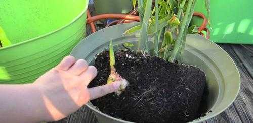 生姜怎么種植花盆（花盆生姜的種植視頻教程）-圖1