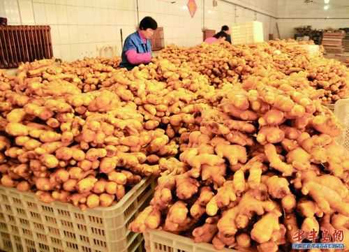 生姜草怎么加工（生姜草怎么加工出來(lái)的）-圖1