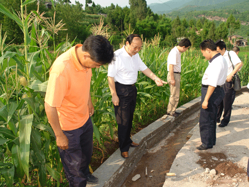 通江生姜種植基地（通江生姜種植基地在哪里）-圖2