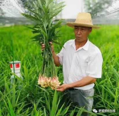 硝酸磷肥可以種植生姜嗎（硝酸磷肥能澆花嗎）-圖1