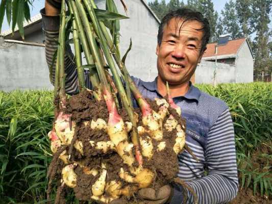 硝酸磷肥可以種植生姜嗎（硝酸磷肥能澆花嗎）-圖3