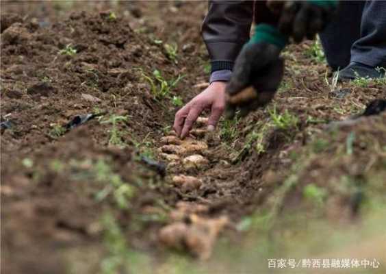 生姜種植小妹（生姜種植小妹妹視頻）-圖1